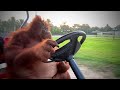 Orangutan driving a golf cart to Fleetwood Mac