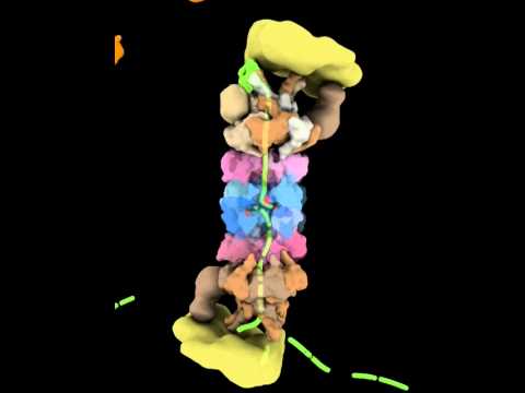 proteasome mechanism