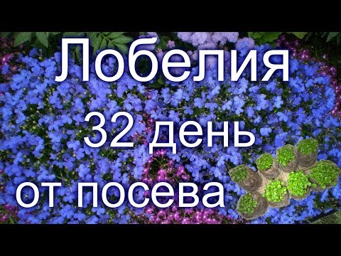 🌸#Лобелия 32 день от посева семян.