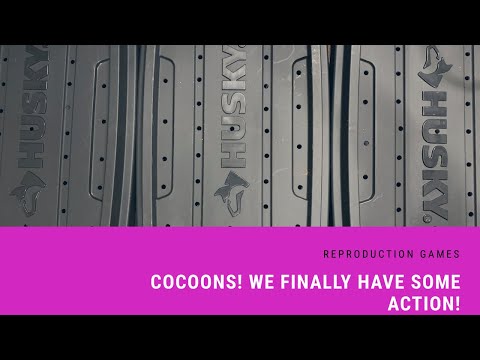 Reproduction Games: FINALLY Some Action!