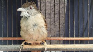 Download lagu KAPAS TEMBAK GACOR NGEBREN BESET NGEROL ‼️ EFEKTIF UNTUK PANCINGAN  mp3 Download lagu KAPAS TEMBAK GACOR NGEBREN BESET NGEROL ‼️ EFEKTIF UNTUK PANCINGAN  mp3