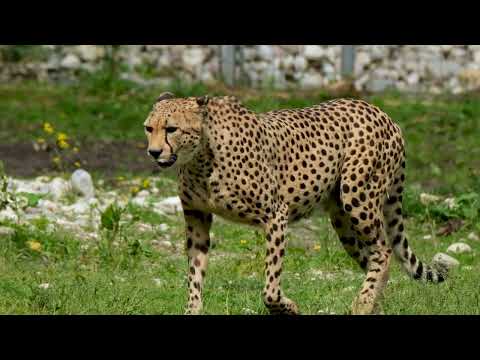 Guepardo - Curiosidades e Fatos Interessantes