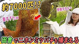 ニホンミツバチの大群を網で捕獲！【田舎暮らし】