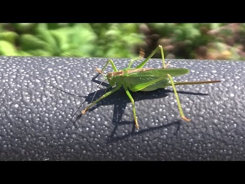 バッタの足は何本ありますか?