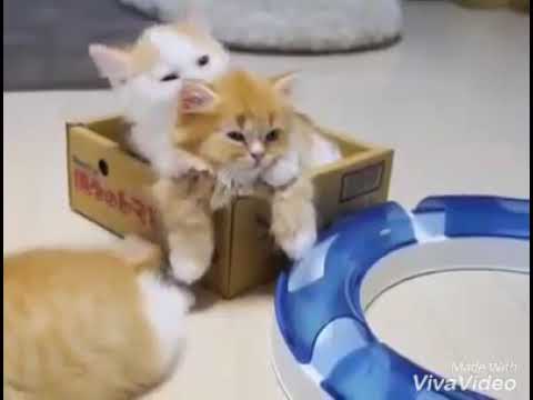 Despacito  of cute cats