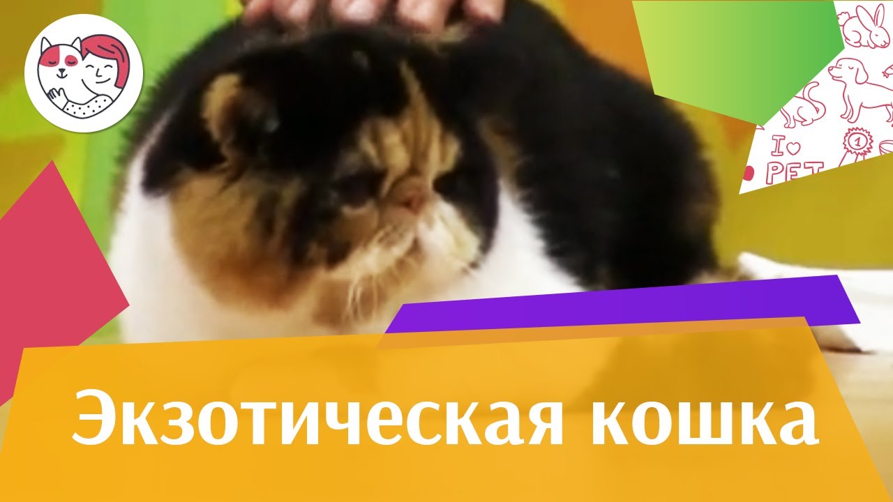5 особенностей ухода за золотистым ретривером