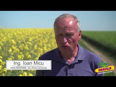 Rapita DEKALB in ferma Sava Zootehnic SRL - interviu Ing. Ioan Micu