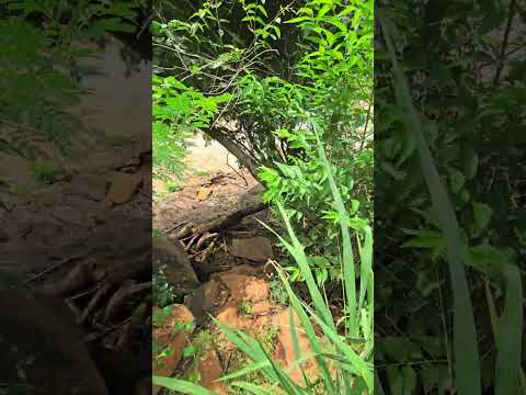 A Cachoeira Duas Meninas fica na Linha Bastiani, em Santa Lúcia, no oeste do Paraná, e é formada.