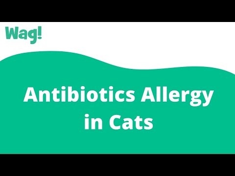 Antibiotics Allergy in Cats | Wag!
