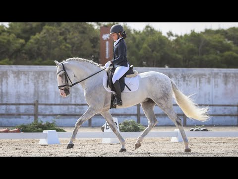 **SOLD**  Golden-heart Lusitano gelding with competition experience (REF#523)