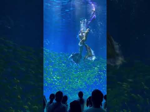 Underwater love ❤️ #mermaid #merman #sirena #underwater #love #dance