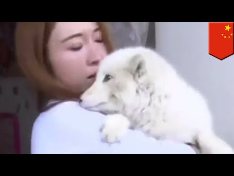 Fake! Woman realizes cute 'puppy' is a fox 😱😲 - TomoNews
