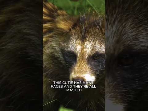 Tanuki: The Dog That Thinks It’s A Raccoon #Tanuki #Dog #Raccoon #Animals #Shorts