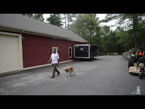 Off-leash Dog Training
