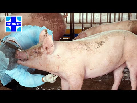 , title : 'Vỗ béo lợn: Nguy cơ tiềm ẩn từ việc dùng hóc môn sinh trưởng để tăng trọng vật nuôi'