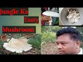 Lots Of Wild Mushrooms From The Forest Odisha Village Life Dev256entertenment