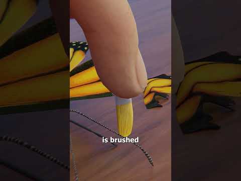 How A Butterfly Wing Transplant Works 🤔