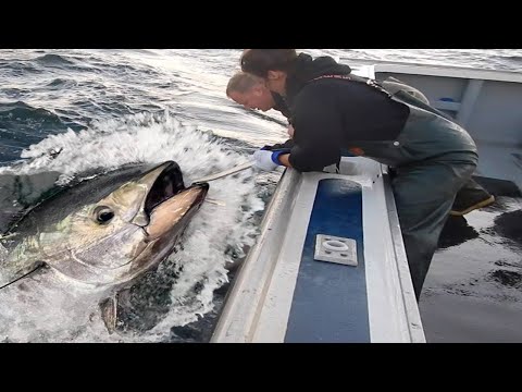 Amazing Giant Bluefin Tuna Fishing Skill By Handline - Catching Big Tuna on The Sea