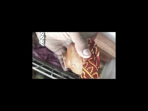 Fragola vadilal kamals ice cream stock