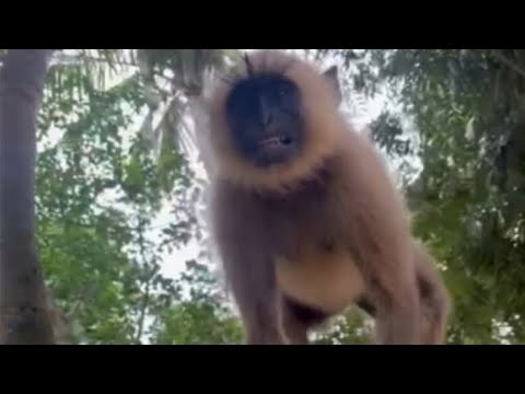 Warlord vsThe Outlaws Posse -Monkey Warriors || Animals