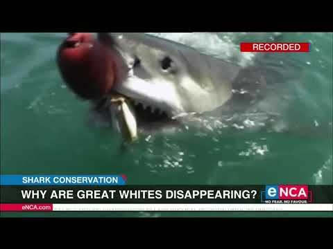 Why are great white sharks disappearing?