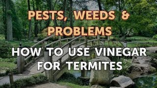 How to Use Vinegar for Termites