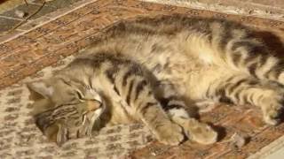 Katze Mimi – Wellnesshotel