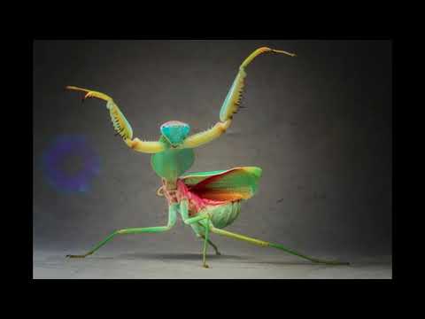 Sir Troyan - Deadly Mantis Style #Reggae #Dub #Stepper