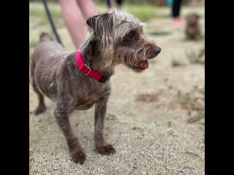 Daisy , an adoptable Cairn Terrier & Silky Terrier Mix in Glendora, CA_image-1