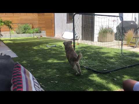 Liam, an adopted Golden Retriever Mix in Los Angeles, CA_image-1