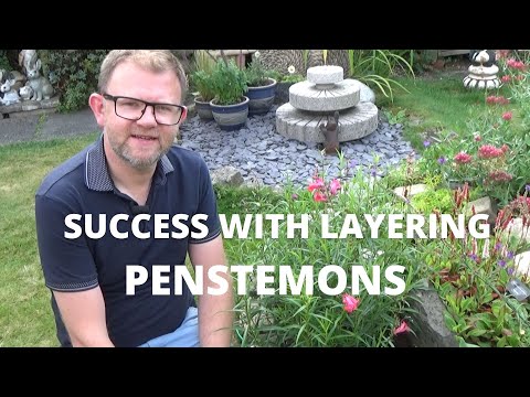 EASY Penstemon Layering to Increase Stock | Plant Propagation | Gardening Tips | Perennial Garden