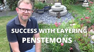 EASY Penstemon Layering to Increase Stock | Plant Propagation | Gardening Tips | Perennial Garden