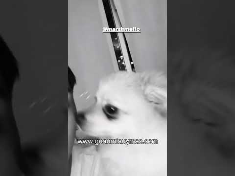 TIAGO PZK cantando COMO YO  a capela ( tema en colaboración con Marshmello) junto a su perruno