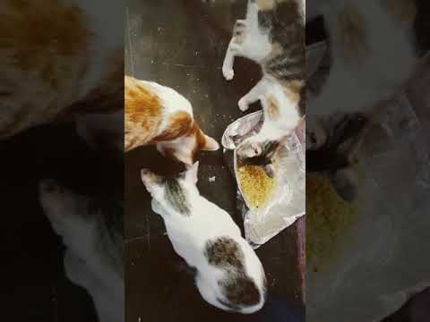 feeding the cats//kittens feeding
