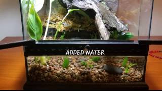 FIREBELLY TOAD TANK SETUP