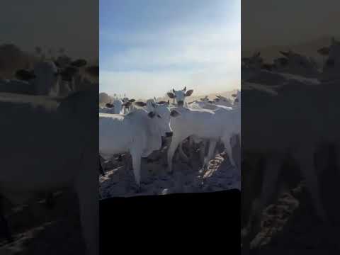 100 Vacas na Balança Viva a 8,50 reais em Cascavel/ Ceará. Whatsapp 84 99810 2784*