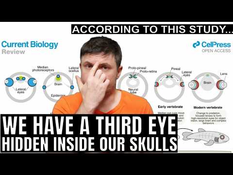 We Actually Have a Third Eye (And It’s Not Metaphysical)