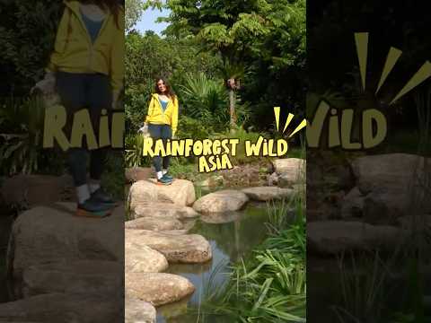 Asia’s first adventure-packed wildlife park is here in Singapore! 🐯🌿