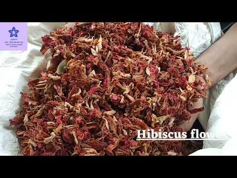 Gudhal Phool Hibiscus Flower Rosa Sinensis