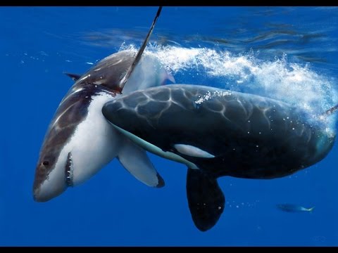 11 Scariest Ocean Predators