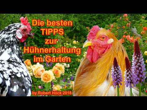 Die besten Tipps für die Hühnerhaltung im Garten - mit der HAPPY HUHN PHILOSOPHIE von Robert Höck