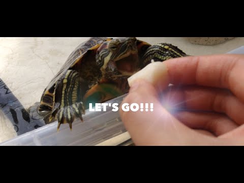 Turtle Adventures: Shadow's EPIC Jump for Fresh Scallops!