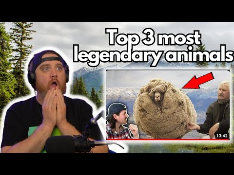 Top 3 most legendary animals @MrBallen | HatGuy Reacts