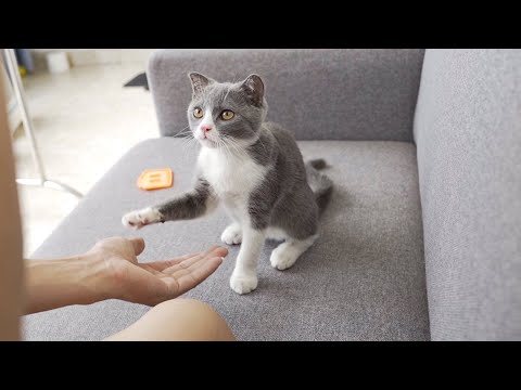Teaching my kittens to shake hands