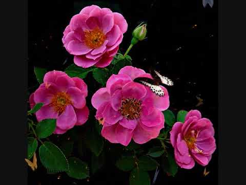 MEMORIES - (ELVIS PRESLEY / Lyrics)