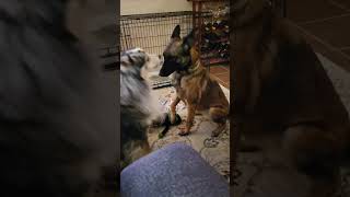 Video preview image #1 Mutt Puppy For Sale in Stevens Point, WI, USA