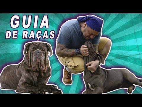 GUIA DE RAÇAS | MASTIM NAPOLITANO, UM MONSTRO DE CACHORRO| RICHARD RASMUSSEN