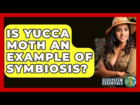 Is Yucca Moth An Example Of Symbiosis? - Ecosystem Essentials