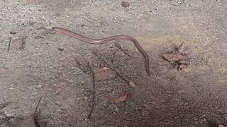 Zmije u prirodi--bezopasna zmija sljepić zašla u drvarnicu i bježi gmižući od mene...