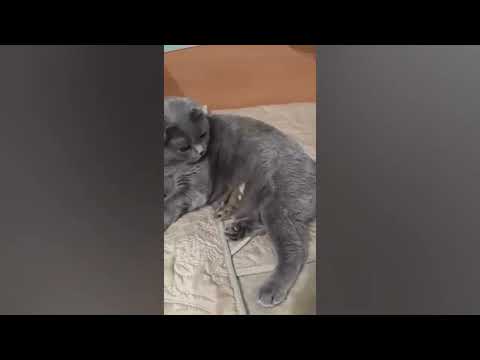 Risate assicurate: i momenti più divertenti di cani e gatti